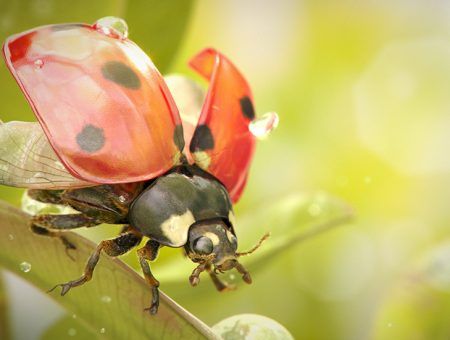 Coccinella 3d
